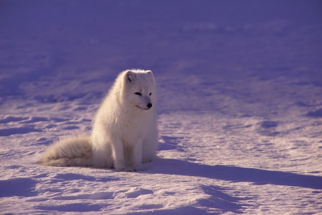 Les parcs animaliers en Laponie : un trésor caché de la faune arctique à découvrir ?