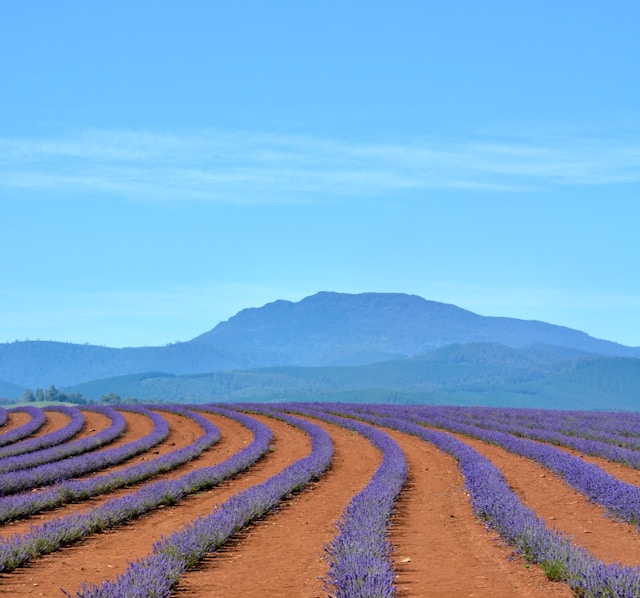 Comment se perdre parmi les champs de lavande en Provence et vivre une expérience inoubliable ?