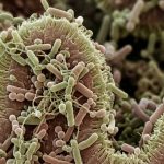 flore intestinale