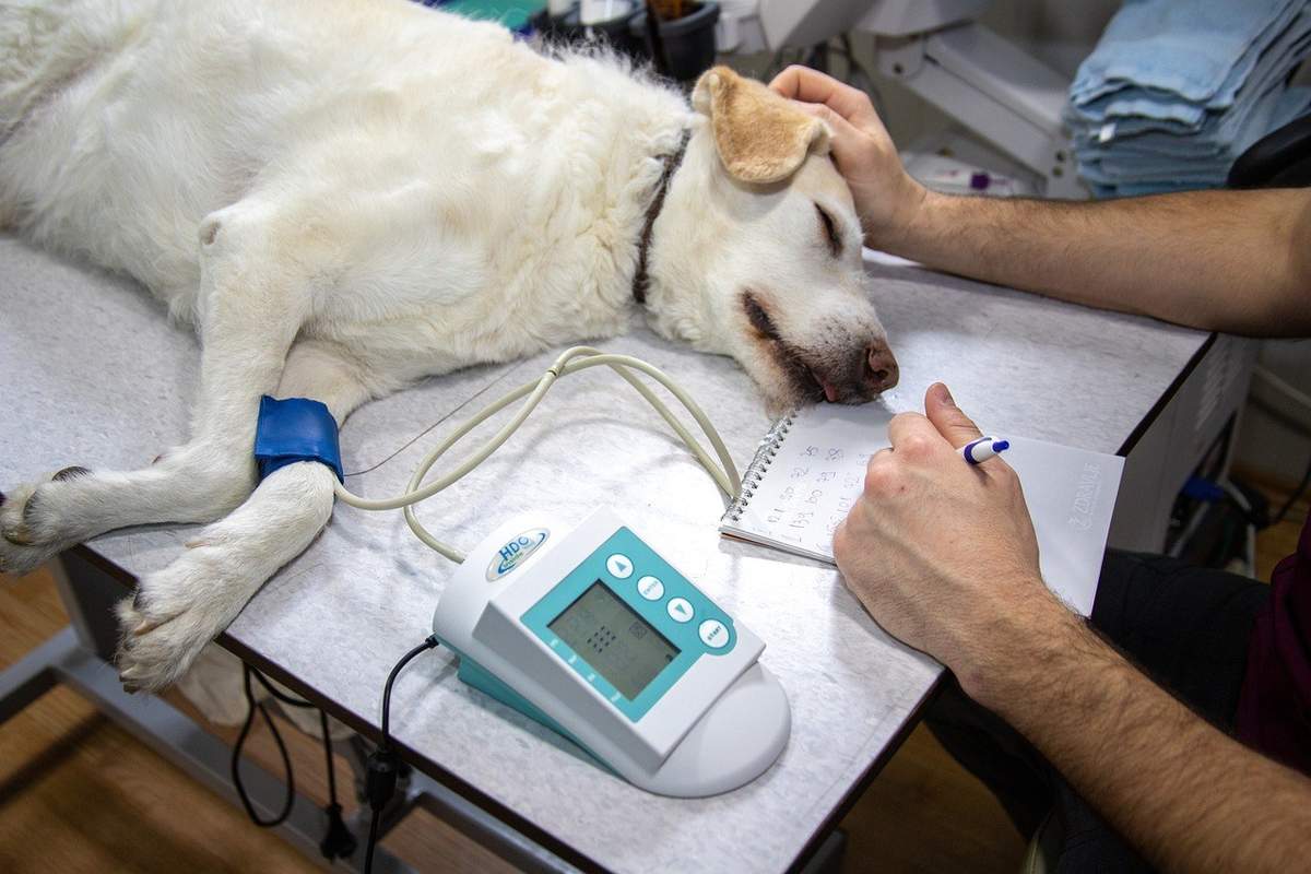 Vétérinaire examinant un chien avec un moniteur de tension et un stéthoscope