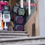 Un chat se repose sur des escaliers à côté de caisses empilées colorées