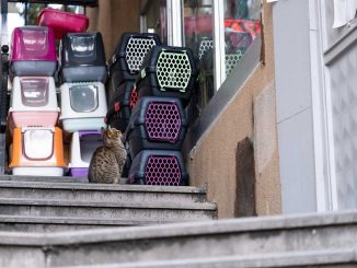 Un chat se repose sur des escaliers à côté de caisses empilées colorées