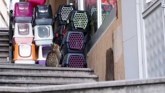 Un chat se repose sur des escaliers à côté de caisses empilées colorées